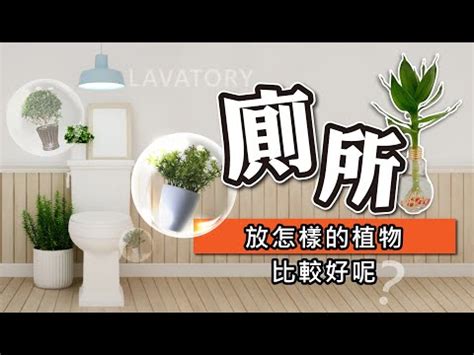 廁所植物推薦|廁所放什麼植物好？4種耐陰且好照顧的植物推薦 